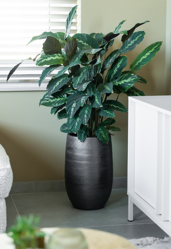 Planten in pot