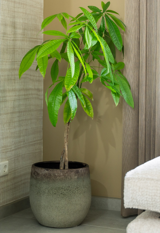 Pot met groen plant rust